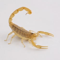 Bark Scorpion Identification Guide