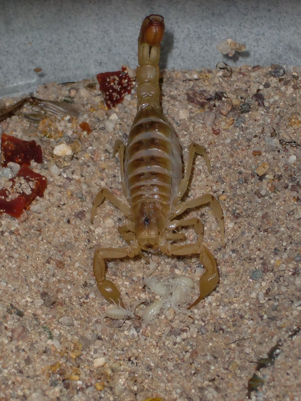 Bark Scorpion