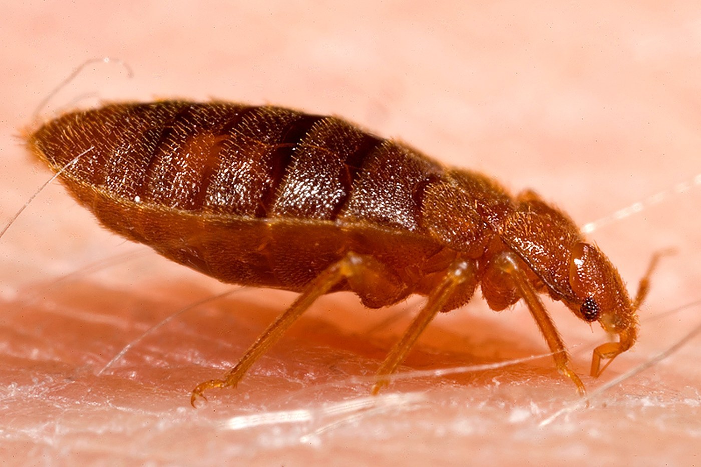 Bed Bug (Bat Bug)