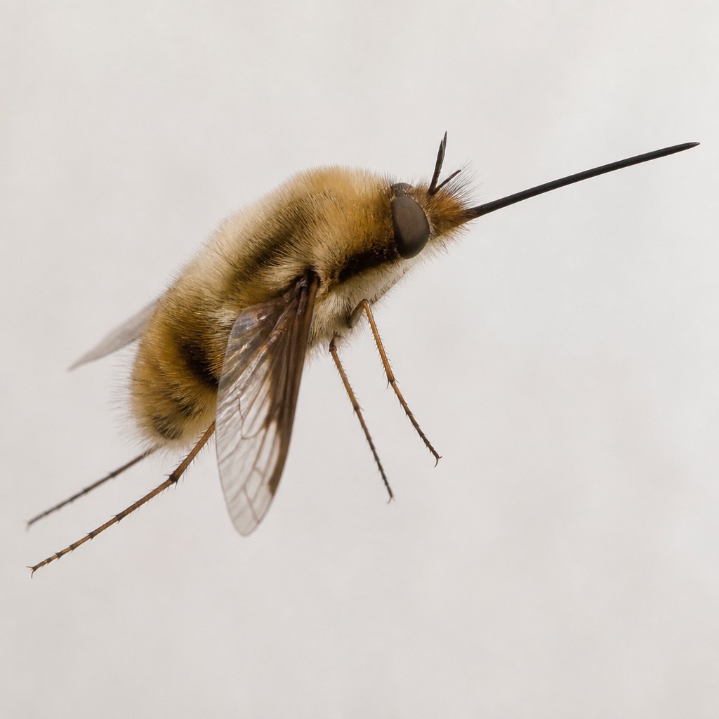 Bee Fly (Bombylius major)