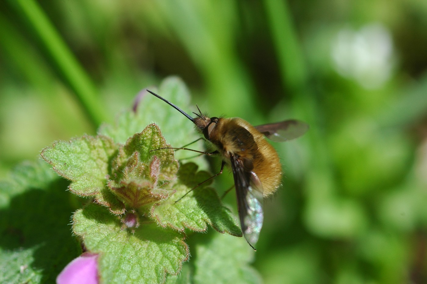 Bee Fly