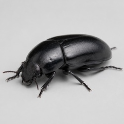 Bess Beetle Identification Guide