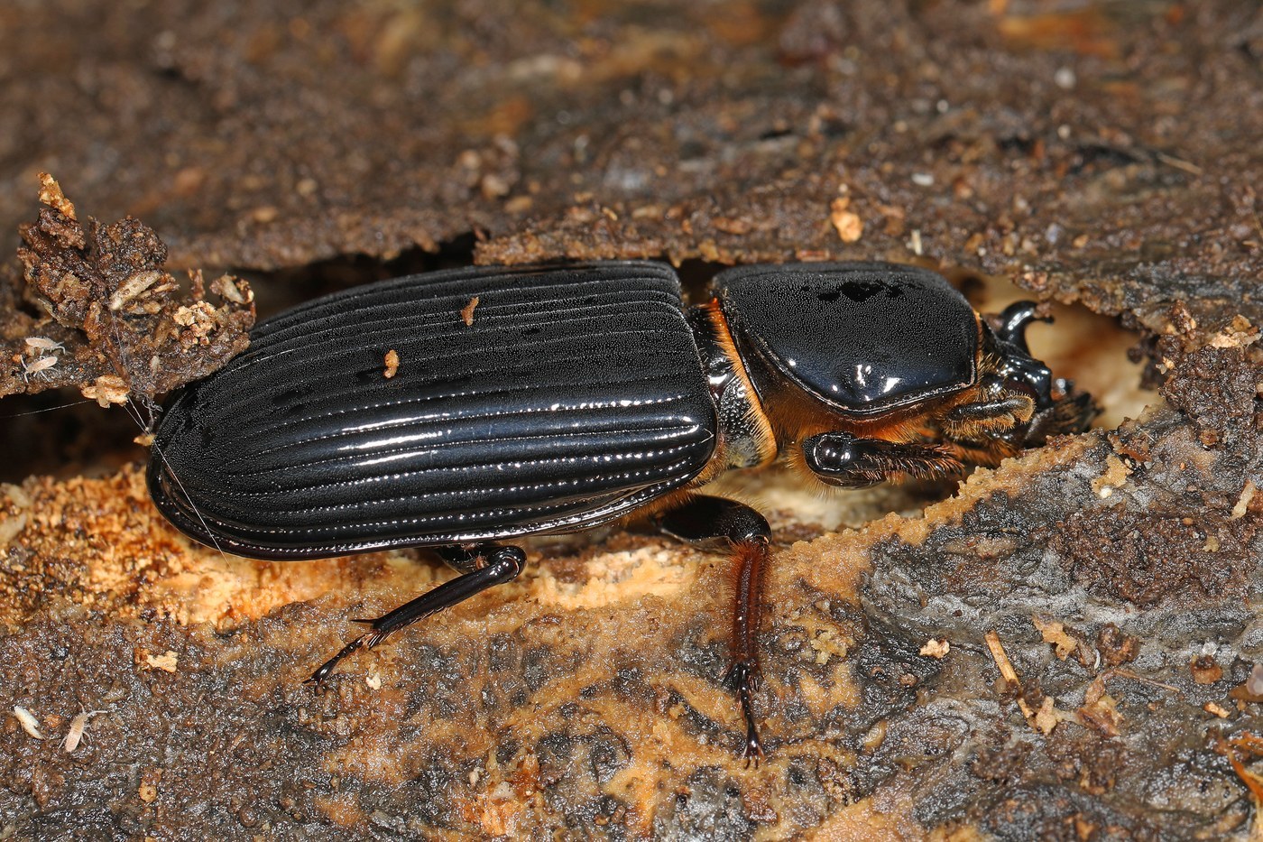 Bess Beetle