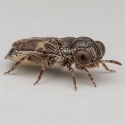 Big-Eyed Bug Identification Guide
