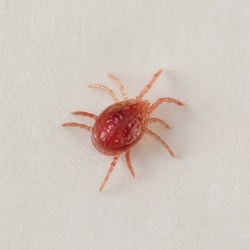 Bird Mite Identification Guide