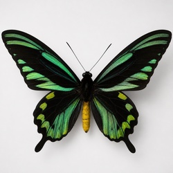 Birdwing Butterfly Identification Guide