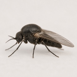 Black Fly Identification Guide
