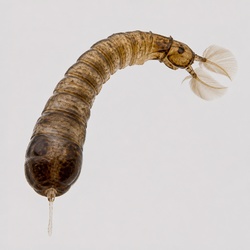 Black Fly Larva Identification Guide