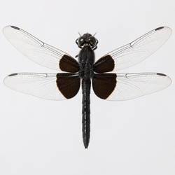 Black Saddlebags Identification Guide
