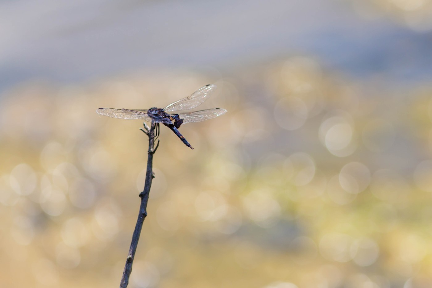 Black Saddlebags