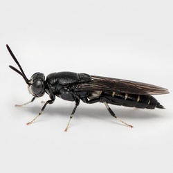 Black Soldier Fly Identification Guide