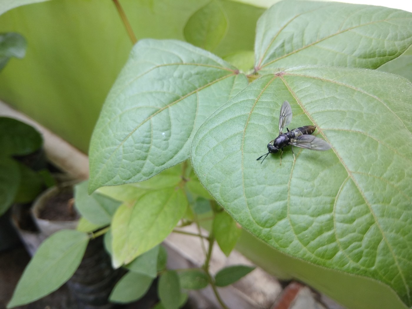Black Soldier Fly