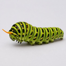 Black Swallowtail Caterpillar Identification Guide
