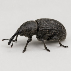 Black Vine Weevil Identification Guide