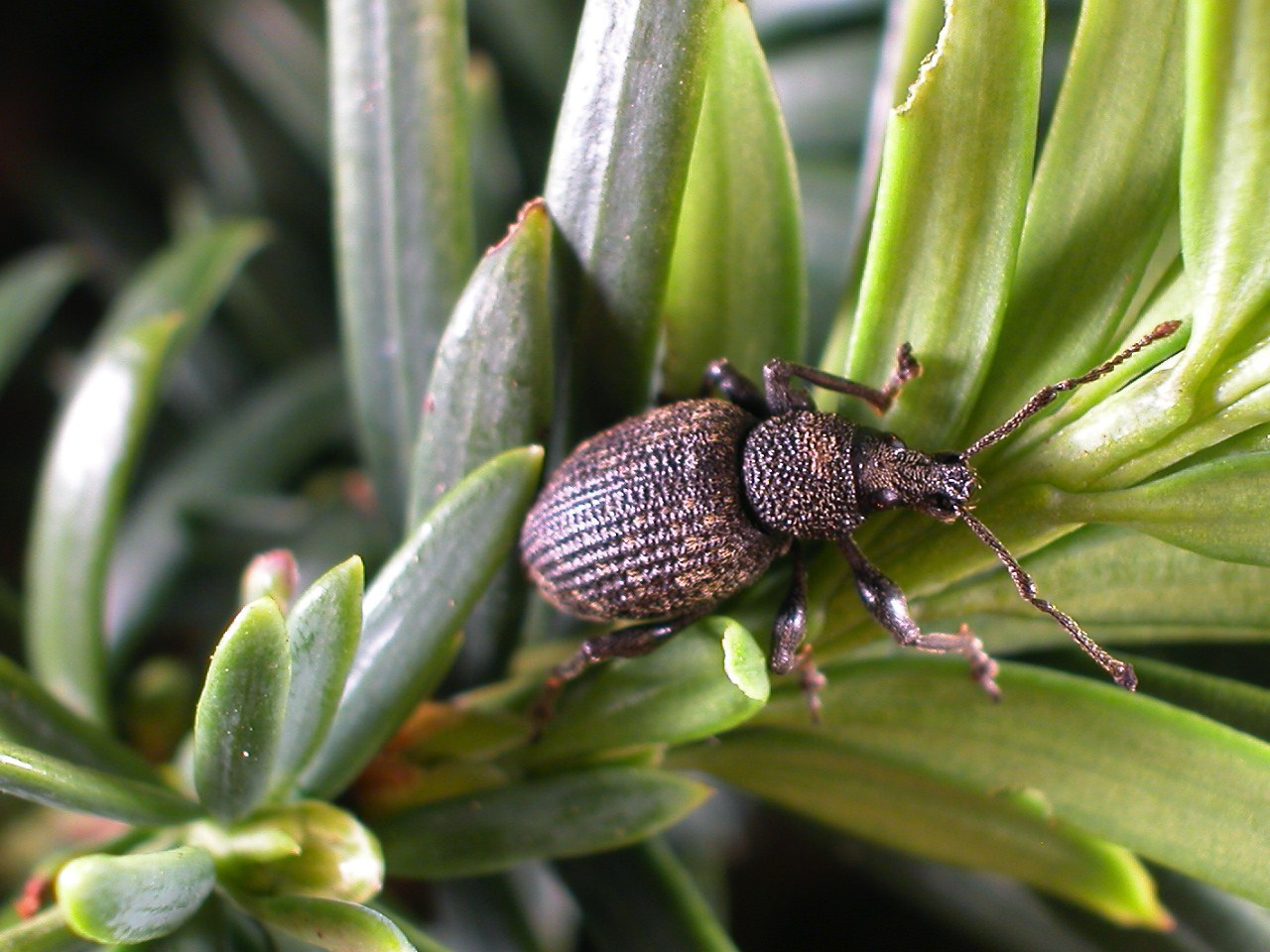 Black Vine Weevil