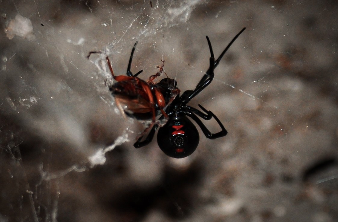 Black Widow Spider