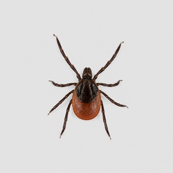 Blacklegged Tick Identification Guide