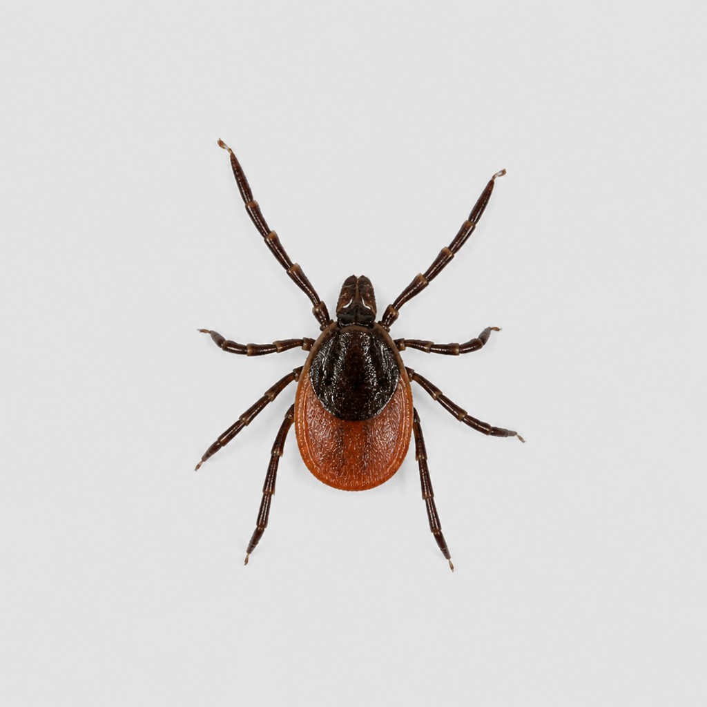 Blacklegged Tick
