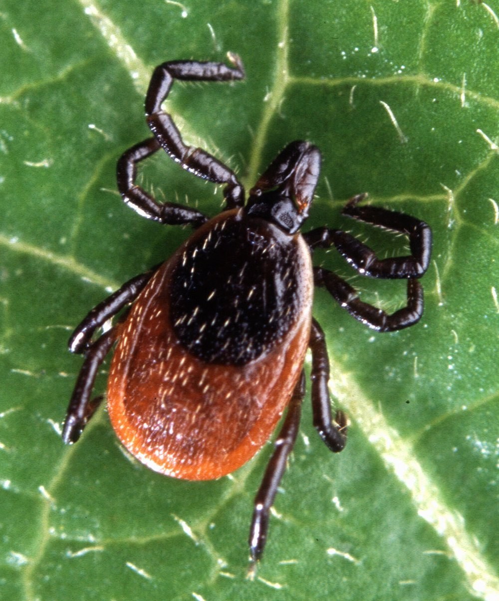 Blacklegged Tick