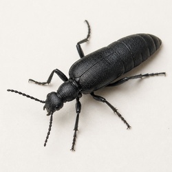 Blister Beetle Identification Guide