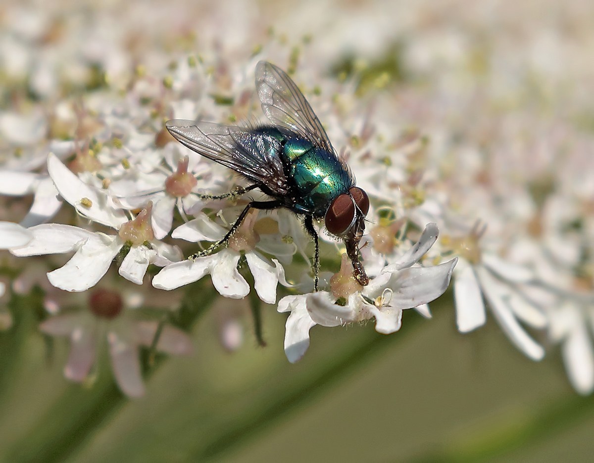 Blow Fly