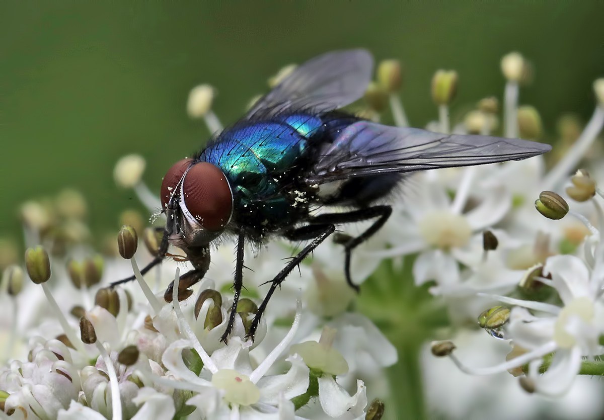 Blue Bottle Fly