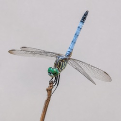 Blue Dasher Dragonfly Identification Guide