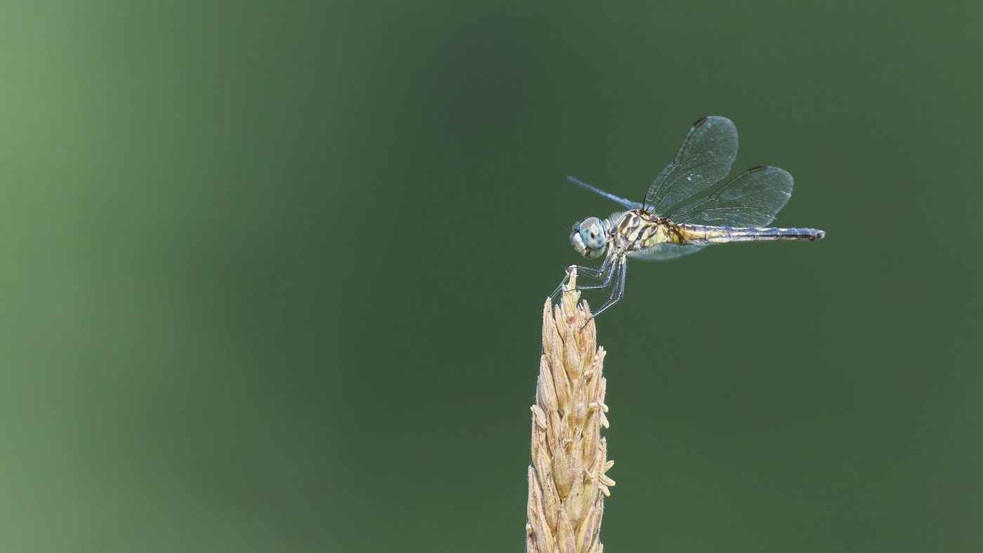 Blue Dasher Dragonfly