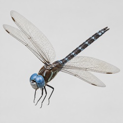 Blue-eyed Darner Identification Guide