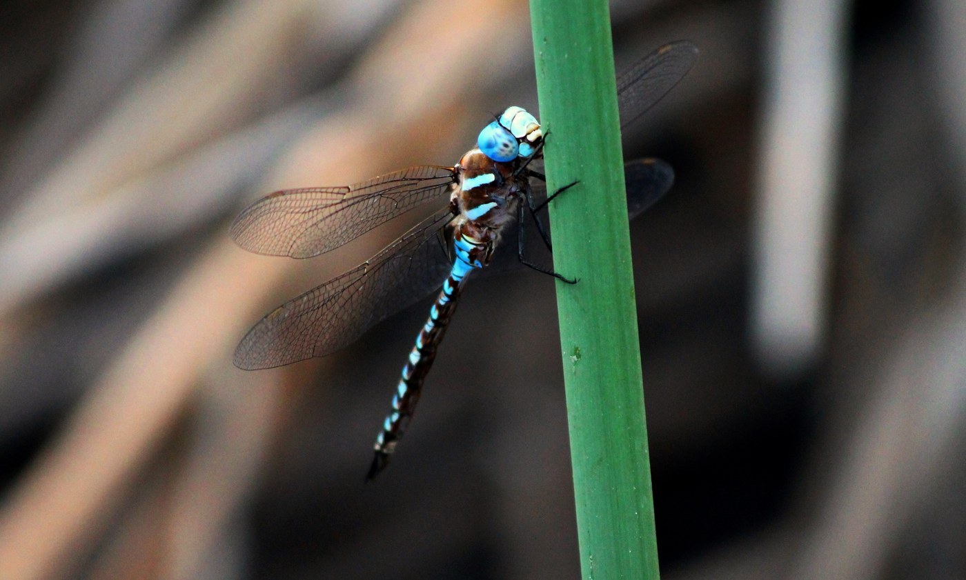 Blue-eyed Darner