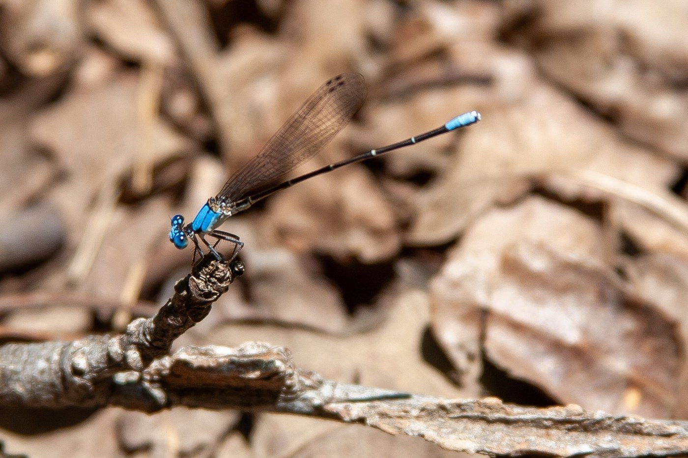 Blue-fronted Dancer