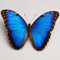 Blue Morpho Identification Guide