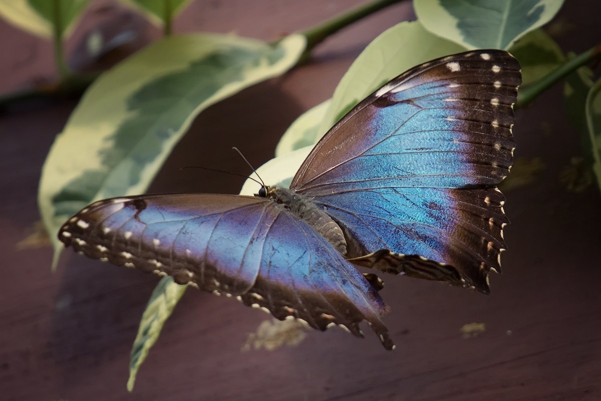 Blue Morpho