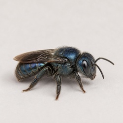 Blue Orchard Bee Identification Guide