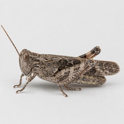 Blue-winged Grasshopper Identification Guide
