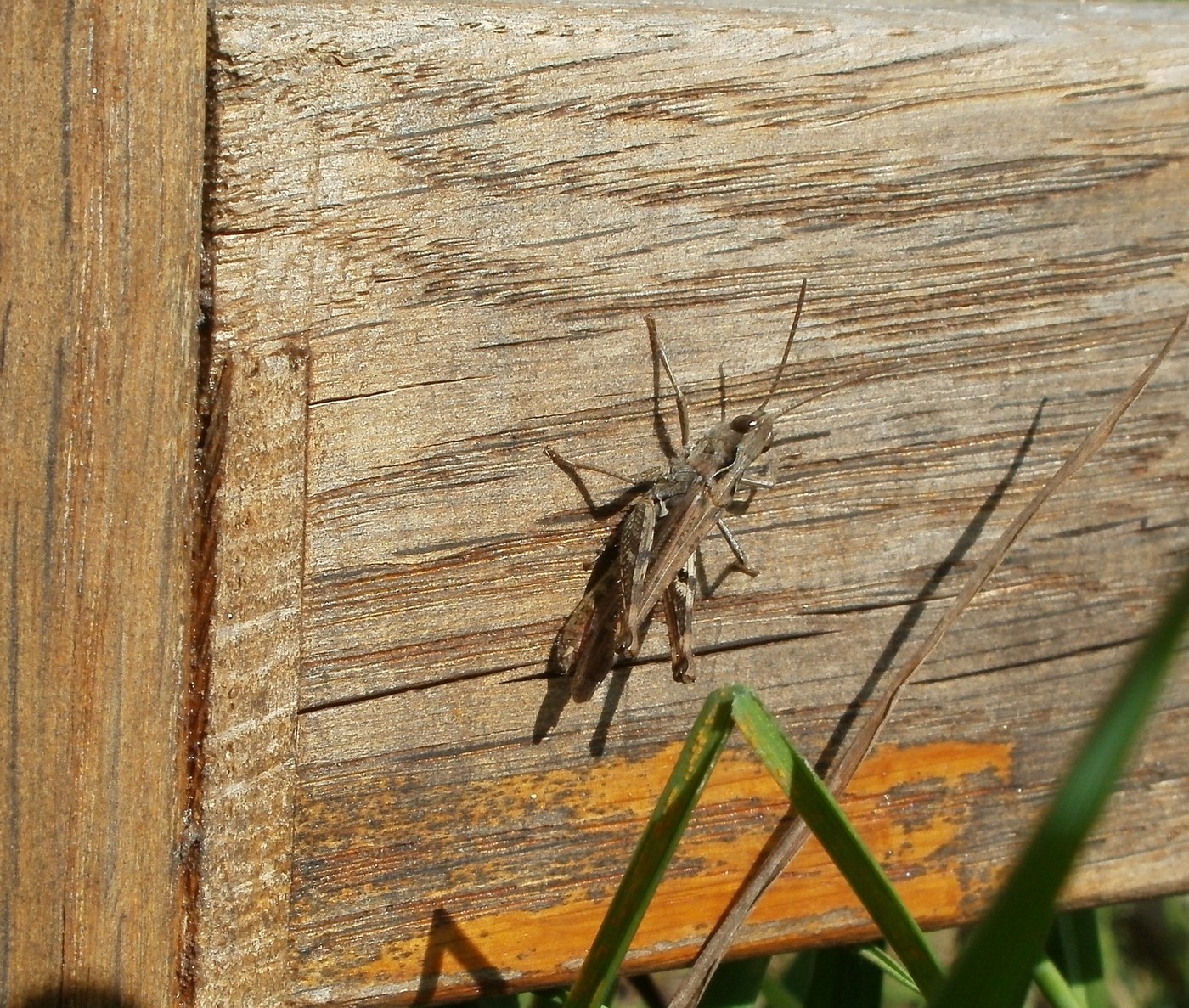 Blue-winged Grasshopper