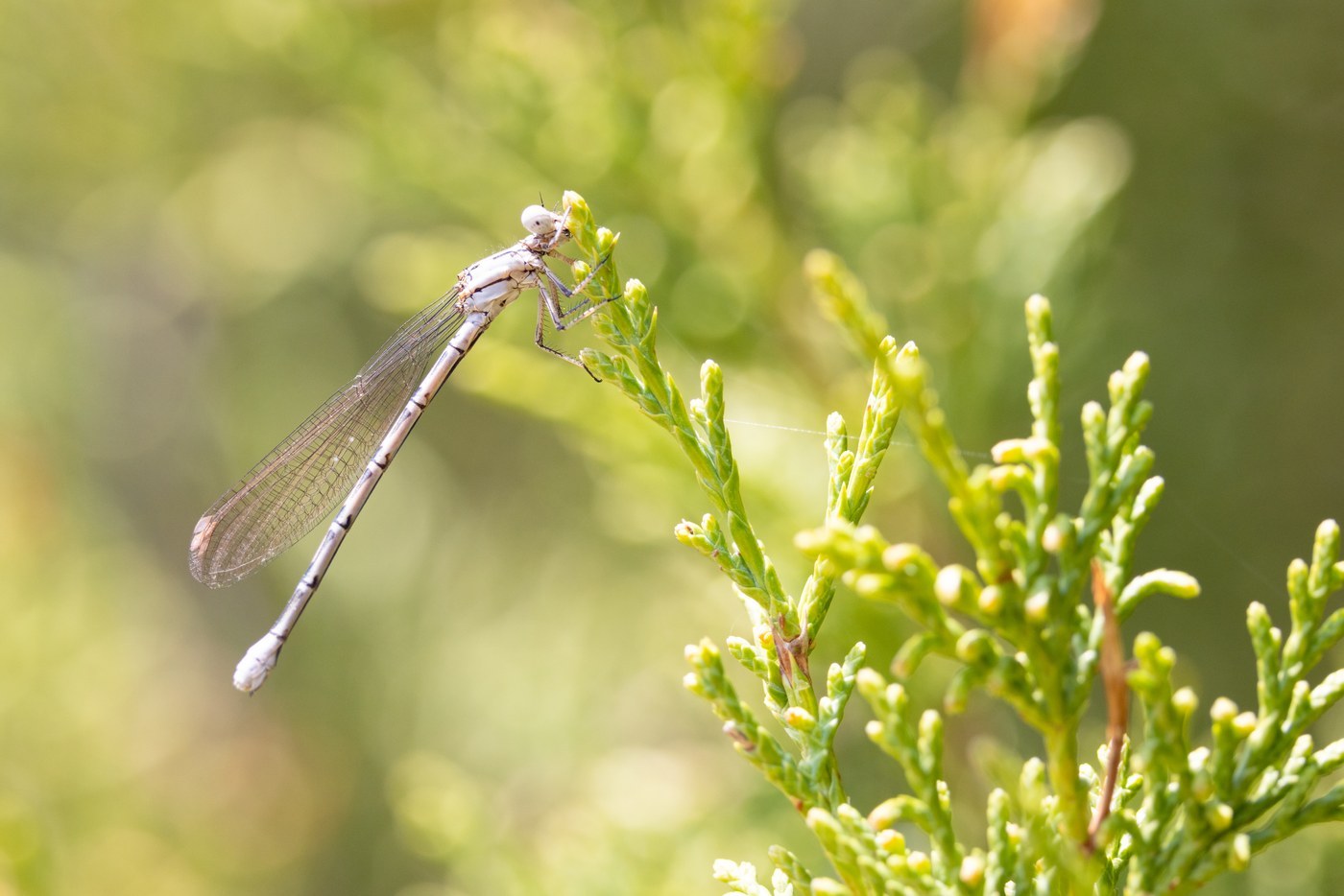 Bluet Damselfly