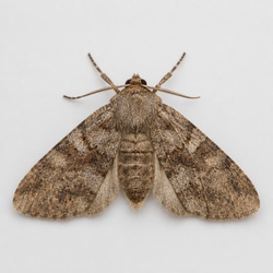 Bogong Moth Identification Guide
