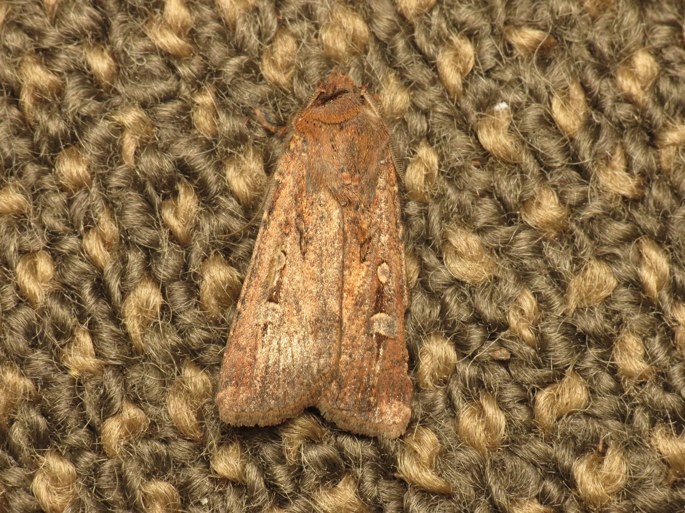 Bogong Moth