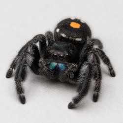 Bold Jumping Spider Identification Guide