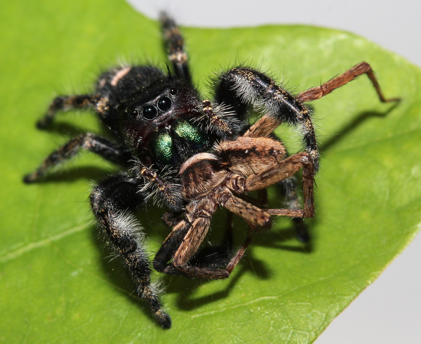 Bold Jumping Spider