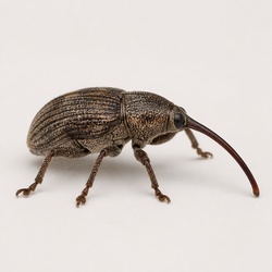 Boll Weevil Identification Guide