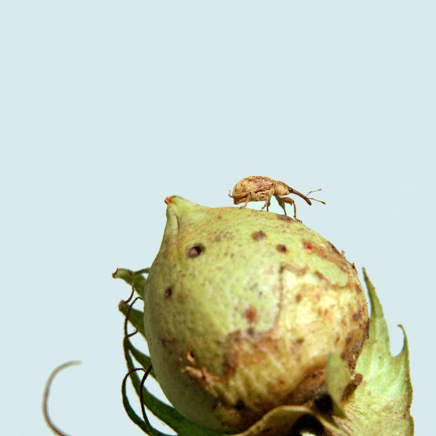 Boll Weevil