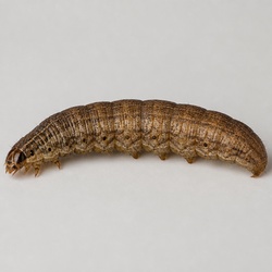 Bollworm Identification Guide