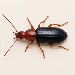 Bombardier Beetle Identification Guide