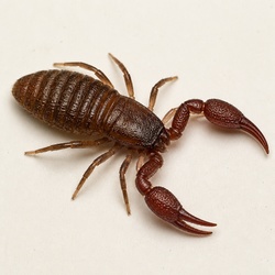 Book Scorpion Identification Guide