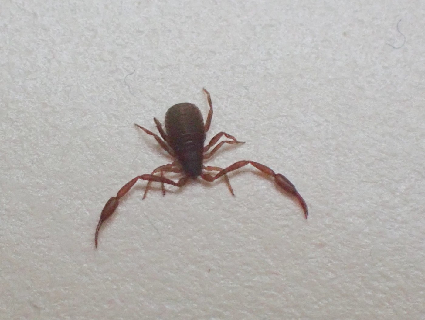 Book Scorpion