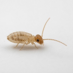 Booklice (Psocid) Identification Guide