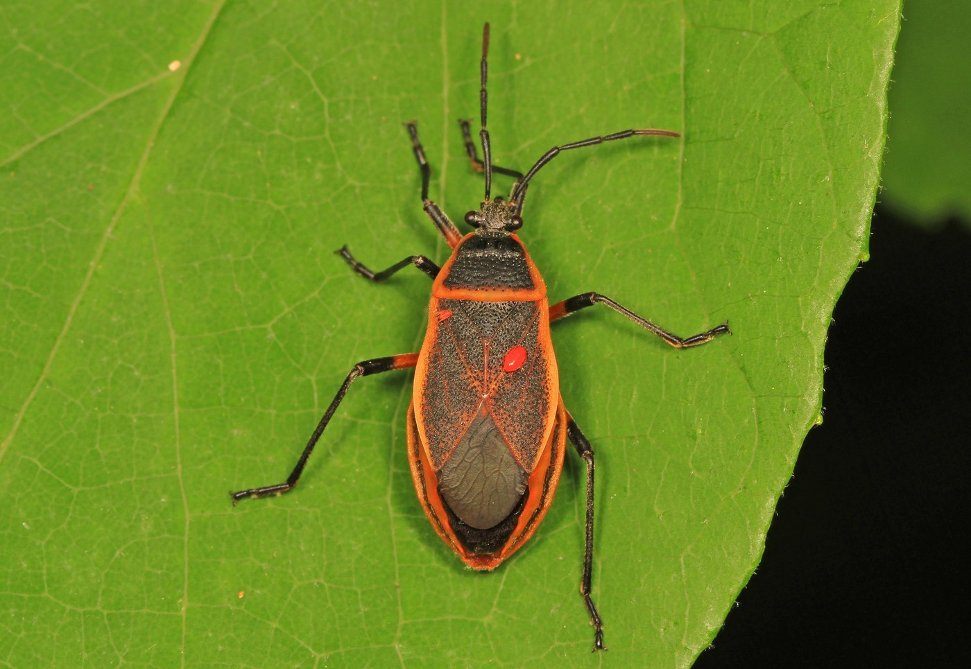 Bordered Plant Bug