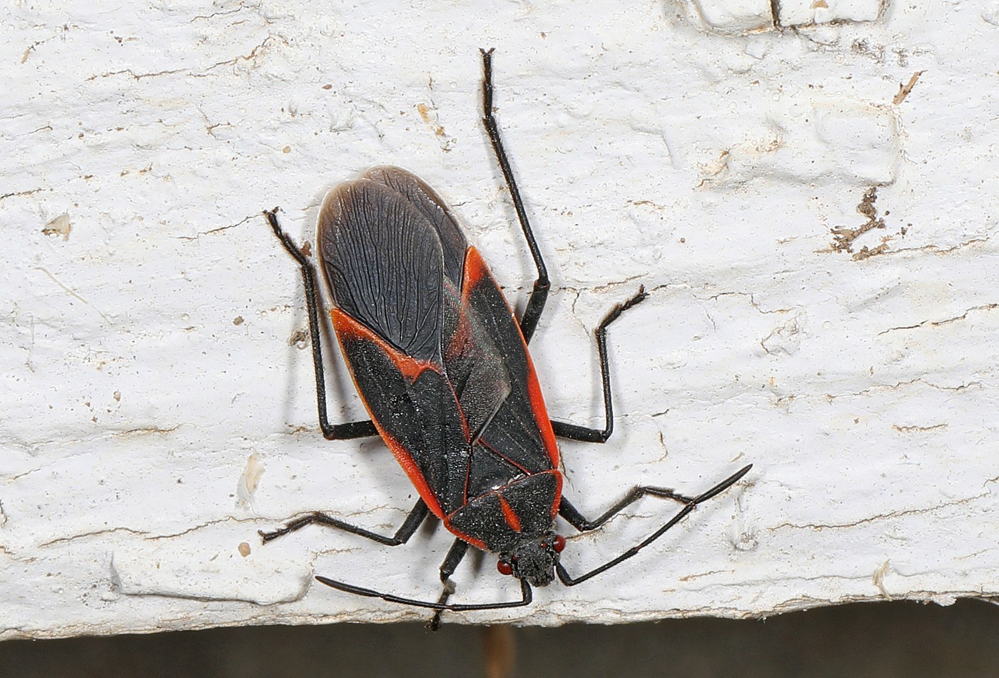 Boxelder Bug (Eastern)